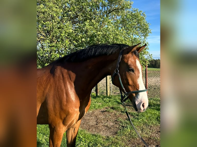 Tysk sporthäst Valack 6 år 170 cm Brun in Müllrose