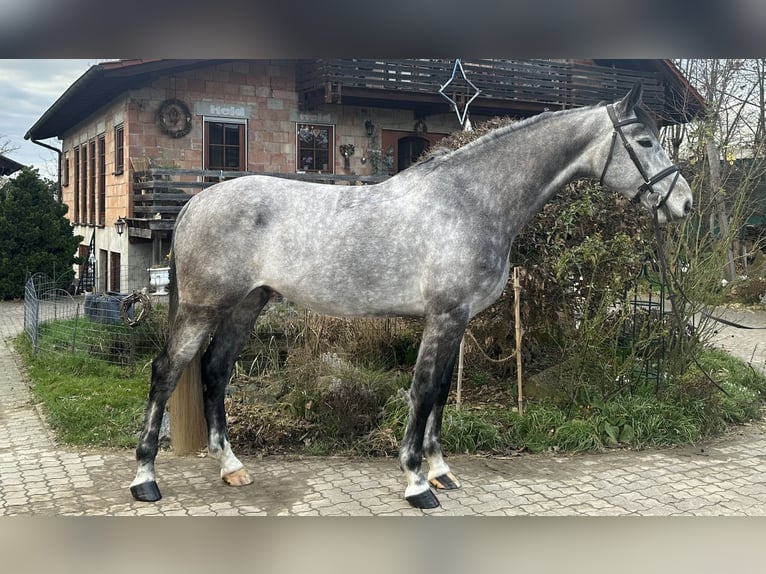 Tysk sporthäst Valack 6 år 172 cm Grå in Babenhausen