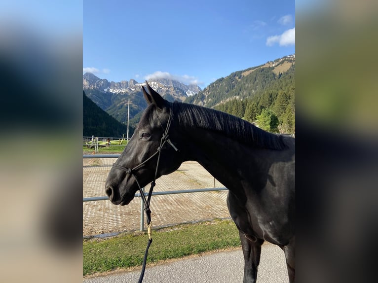 Tysk sporthäst Valack 6 år 185 cm in Gaicht