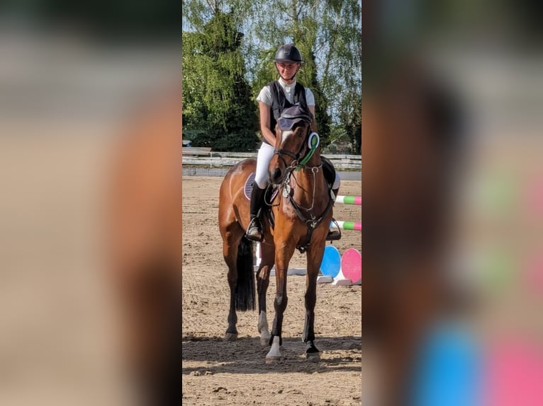 Tysk sporthäst Valack 7 år 164 cm Brun in Billigheim-Ingenheim