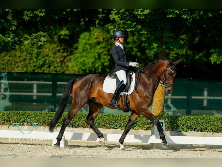 Tysk sporthäst Valack 7 år 165 cm Brun in Duka