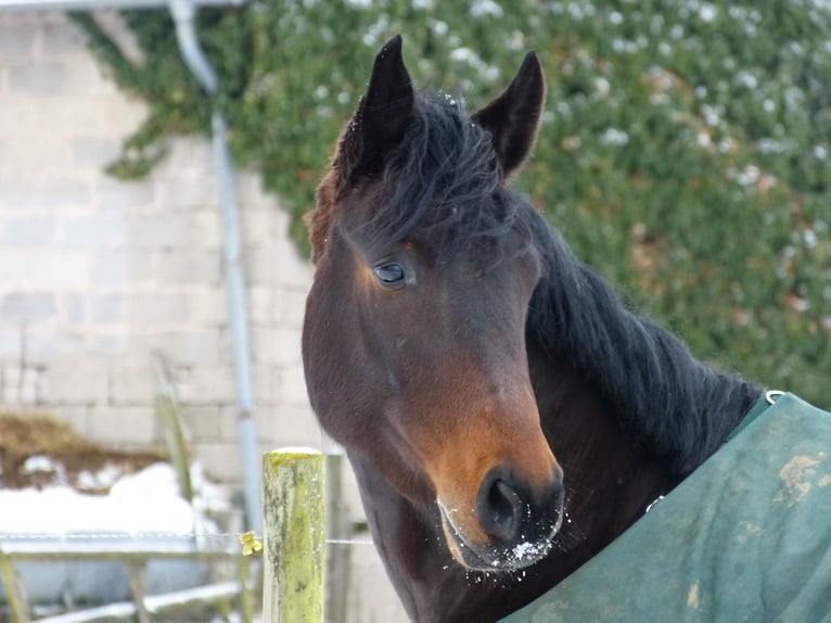 Tysk sporthäst Valack 7 år 170 cm Rökfärgad svart in Grebenhain
