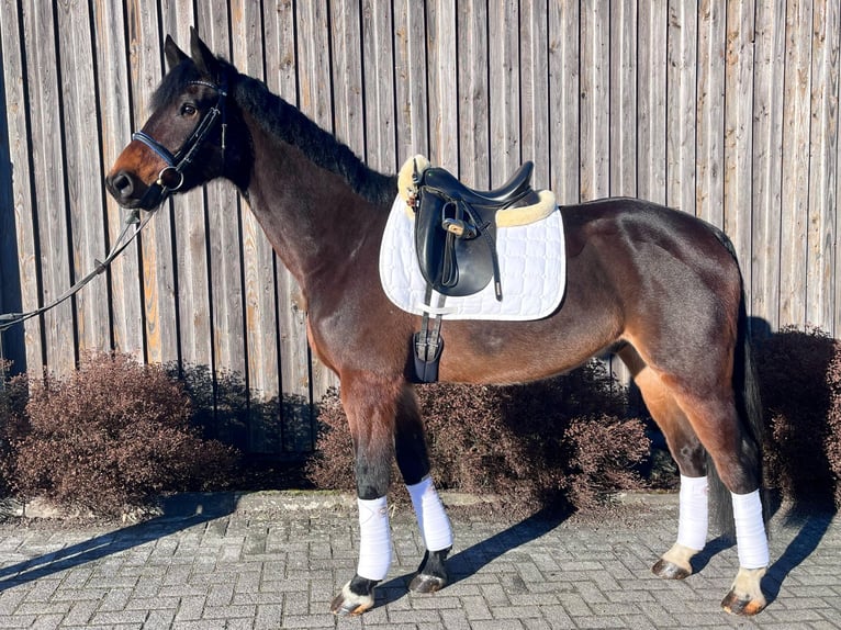 Tysk sporthäst Valack 7 år 170 cm Rökfärgad svart in Grebenhain