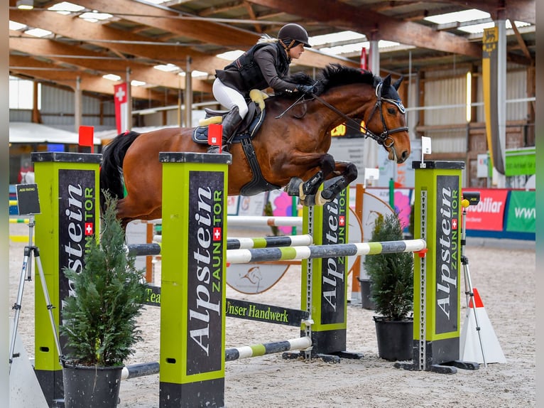 Tysk sporthäst Valack 8 år 162 cm Brun in Dillingen an der Donau