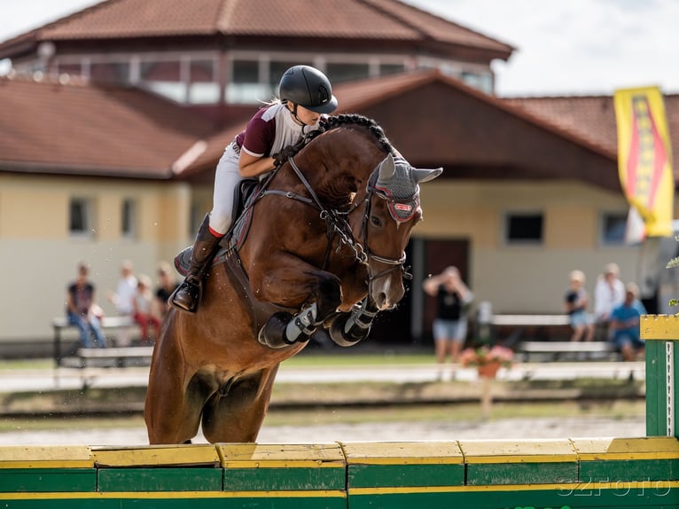 Tysk sporthäst Valack 8 år 168 cm Brun in Brniště