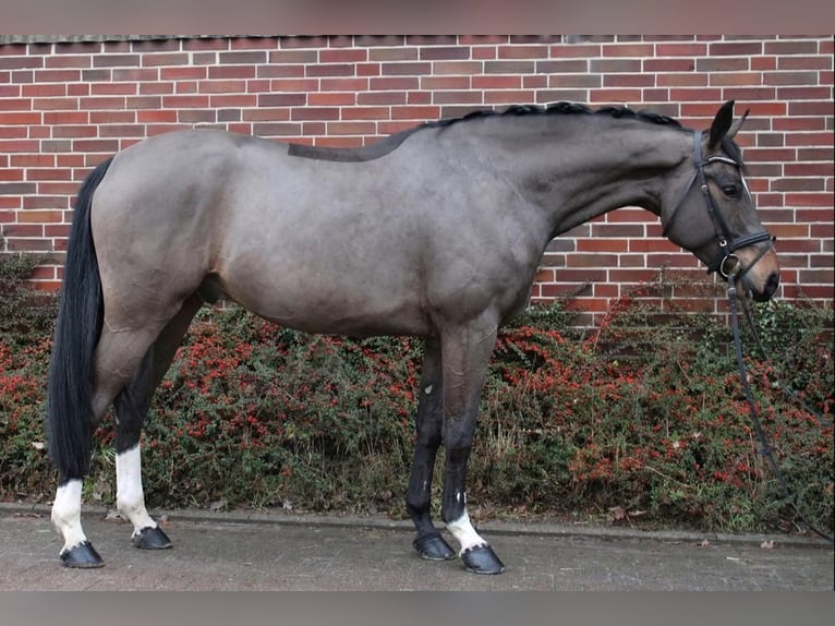 Tysk sporthäst Valack 8 år 168 cm Mörkbrun in Maasen