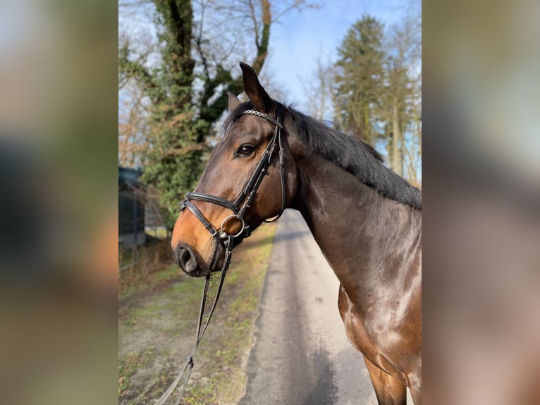 Tysk sporthäst Valack 8 år 170 cm Mörkbrun in Gadow