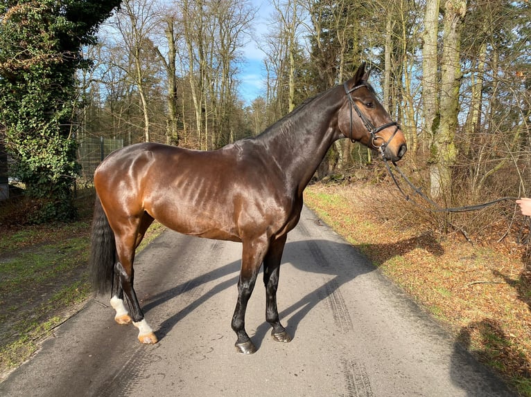 Tysk sporthäst Valack 8 år 170 cm Mörkbrun in Gadow