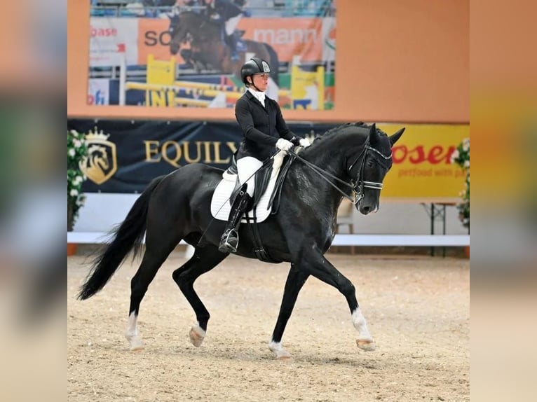 Tysk sporthäst Valack 8 år 174 cm Svart in Mintraching
