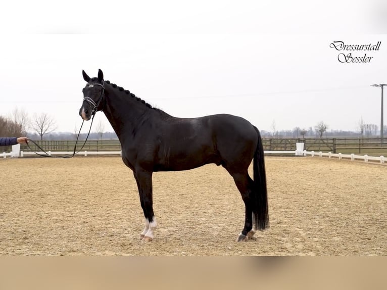 Tysk sporthäst Valack 8 år 174 cm Svart in Mintraching