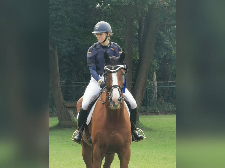 Tysk sporthäst Valack 8 år 177 cm fux in Allmendingen