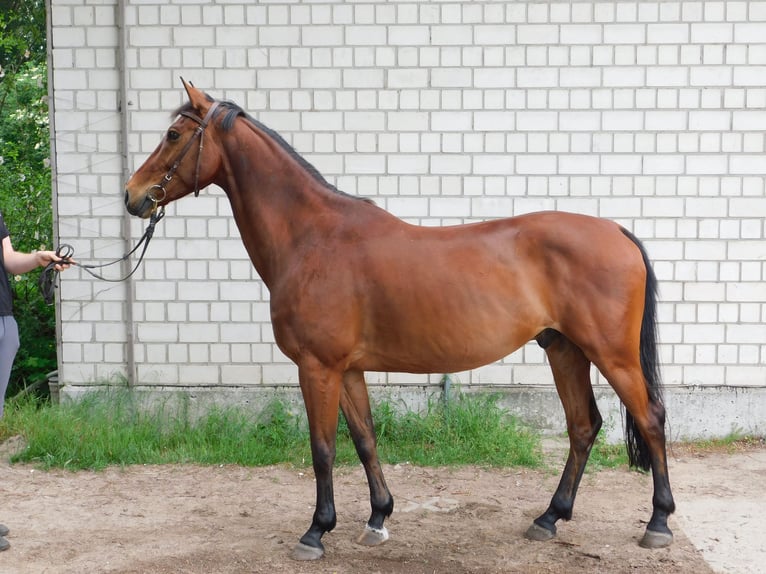 Tysk sporthäst Valack 9 år 160 cm Brun in Neuholland