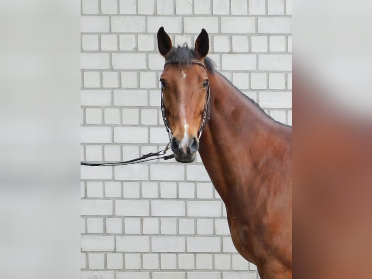 Tysk sporthäst Valack 9 år 160 cm Brun in Neuholland