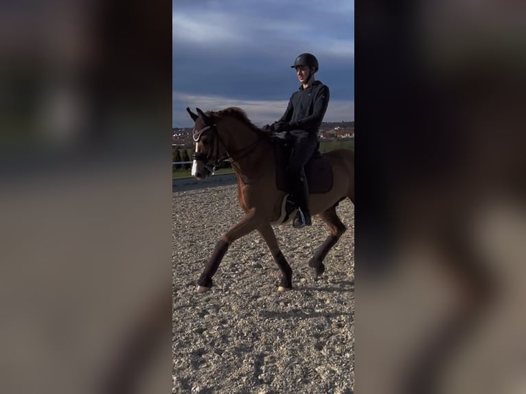 Tysk sporthäst Valack 9 år 160 cm fux in Tamm