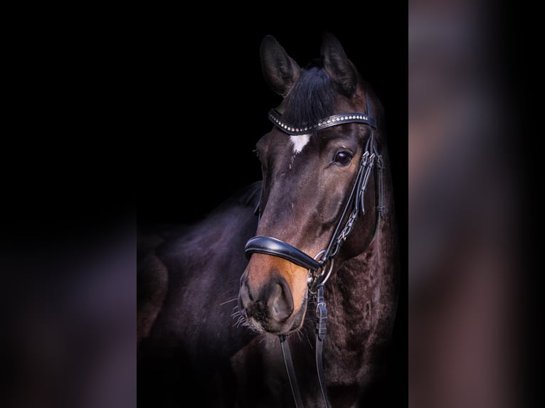 Tysk sporthäst Valack 9 år 163 cm Mörkbrun in Grevenbroich