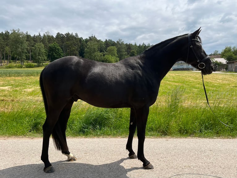 Tysk sporthäst Valack 9 år 165 cm Svart in Schopfloch
