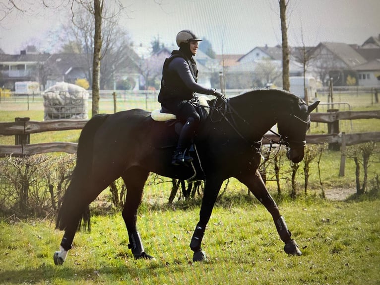 Tysk sporthäst Valack 9 år 170 cm Mörkbrun in Ditzingen
