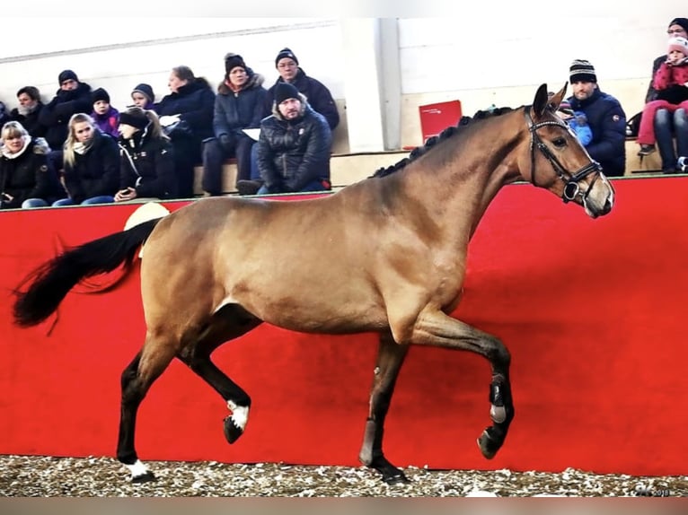 Tysk sporthäst Valack 9 år 175 cm Brun in Leisnig