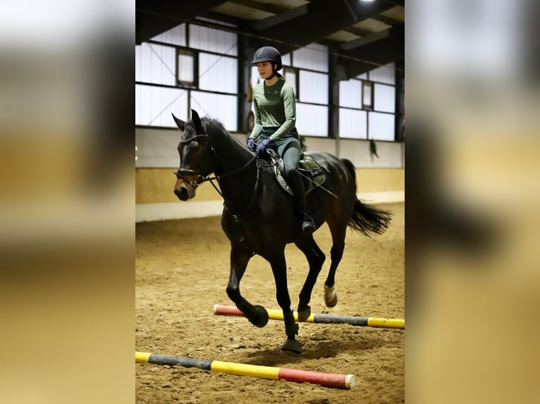 Tysk sporthäst Valack 9 år 175 cm Mörkbrun in Jesteburg
