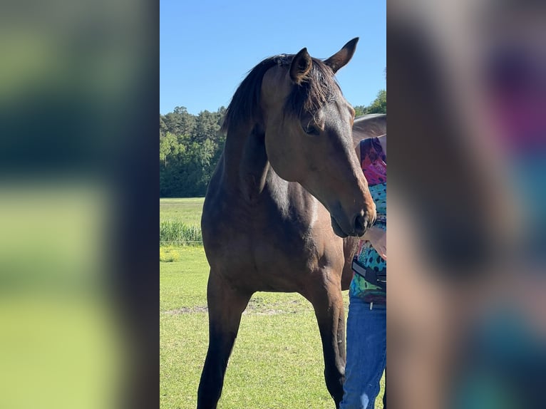 Tysk travare Sto 9 år 155 cm Brun in Thyrow