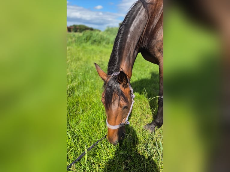 Tysk travare Sto 9 år 155 cm Brun in Thyrow