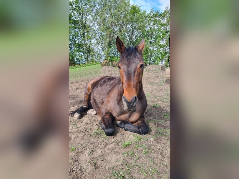 Tysk travare Sto 9 år 155 cm Brun in Thyrow