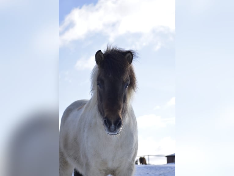 uche Reitbeteiligung oder Verfügung mit Kaufoption an einem Isländer  uche Reitbeteiligung oder Verfügung mit Kaufoption an einem Isländer