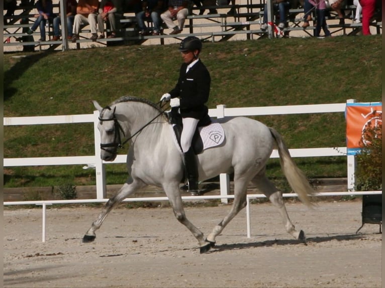 UCO GC III PRE Stallion in SAGUNTO