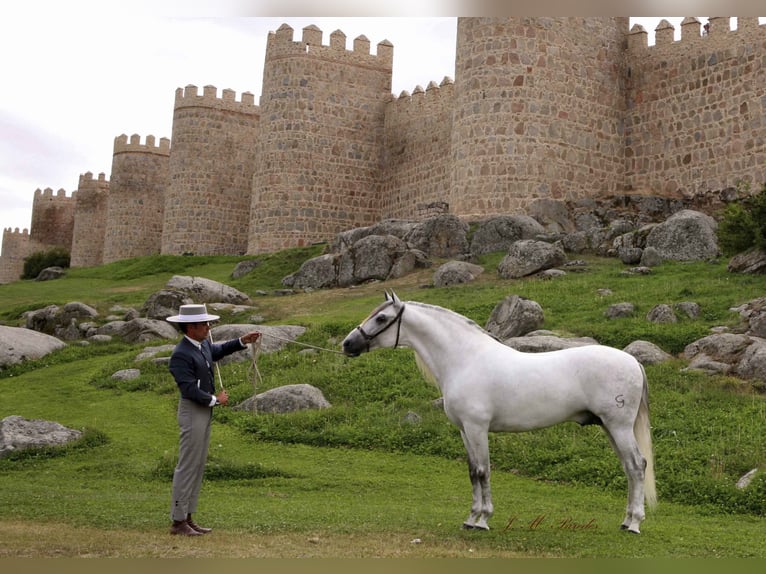UCO GC III PRE Stallion in SAGUNTO