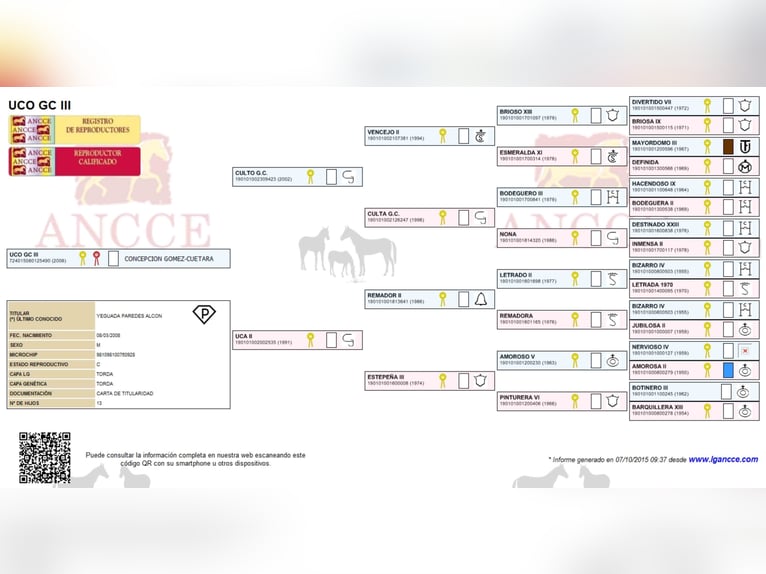 UCO GC III PRE Stallion in SAGUNTO