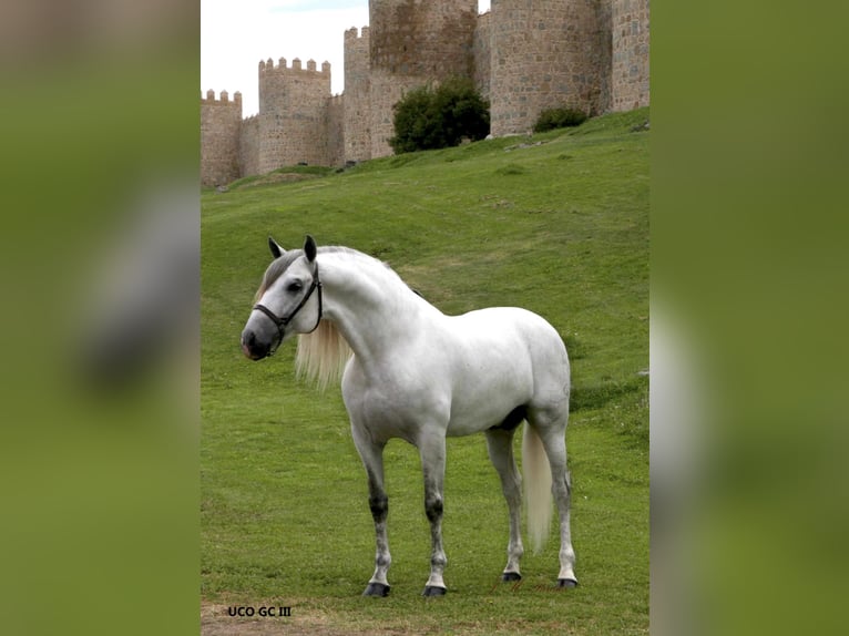 UCO GC III PRE Stallion in SAGUNTO