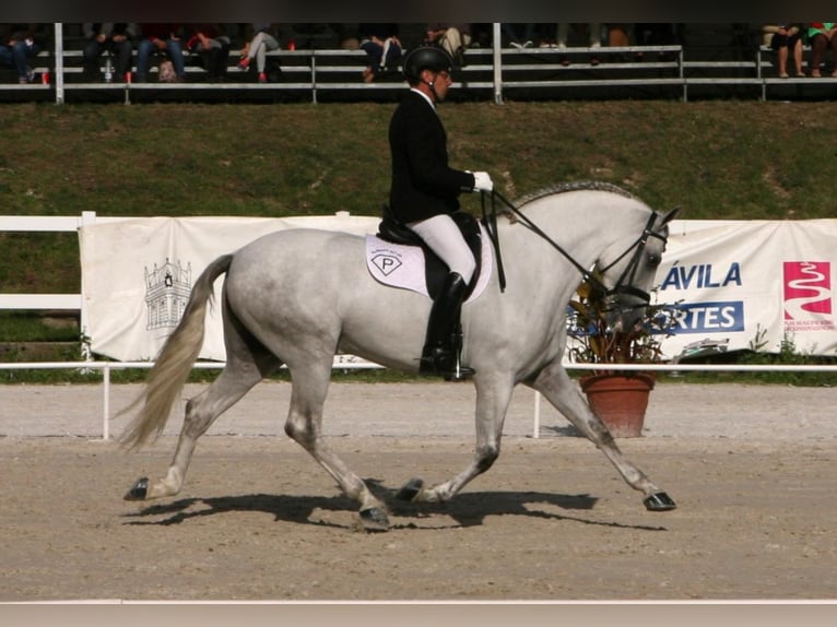 UCO GC III PRE Stallion in SAGUNTO