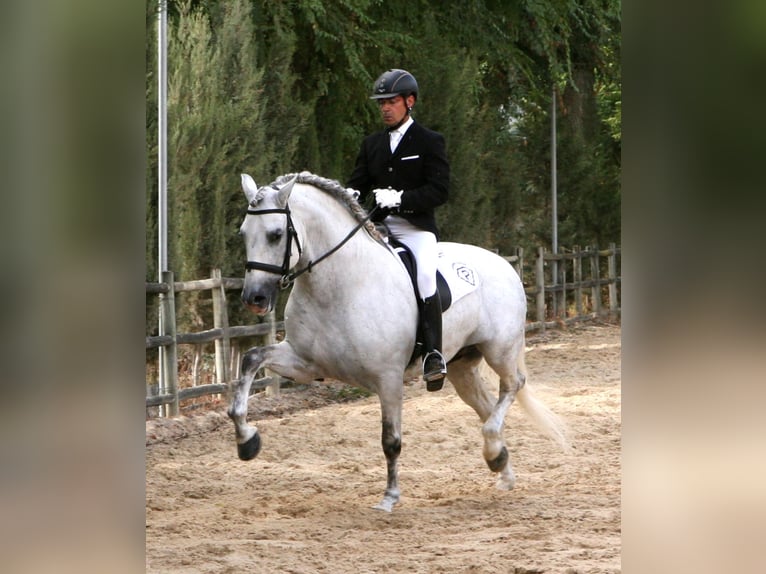 UCO GC III PRE Stallone Grigio in SAGUNTO