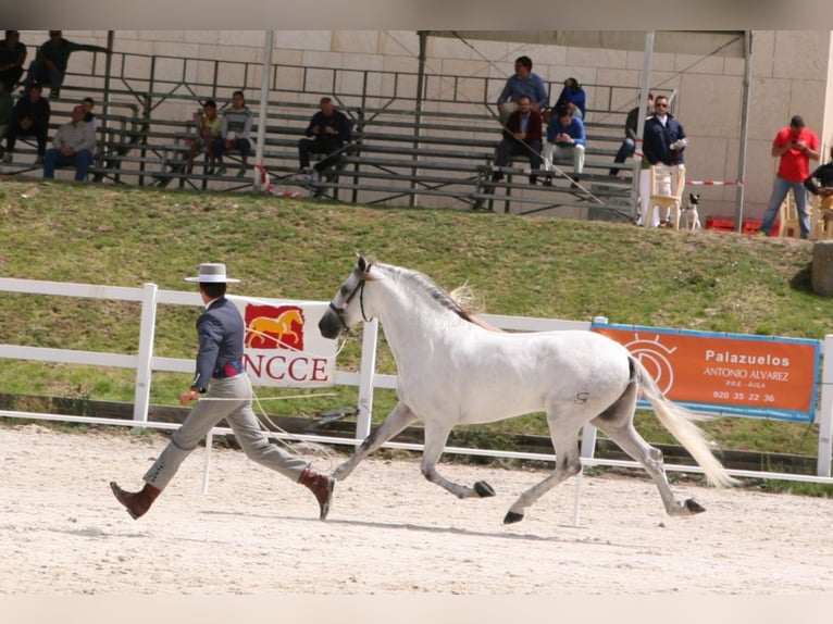 UCO GC III PRE Stallone Grigio in SAGUNTO