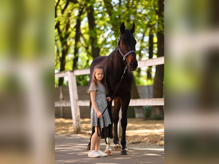 Ucraino / Ucraino da Sella Castrone 4 Anni 167 cm Baio ciliegia in Brovary (Kyiv region)