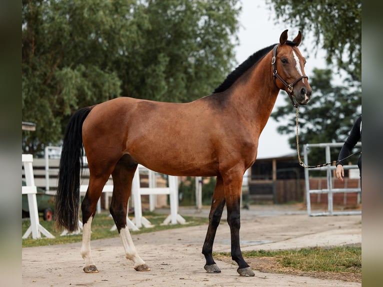 Ucraino / Ucraino da Sella Castrone 5 Anni 156 cm Baio ciliegia in Bucharest