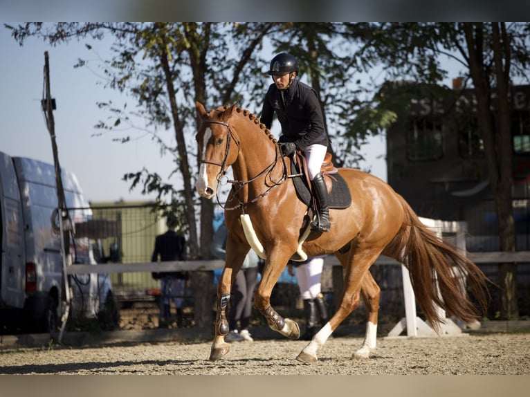 Ucraino / Ucraino da Sella Castrone 5 Anni 172 cm Sauro scuro in Kronenberg