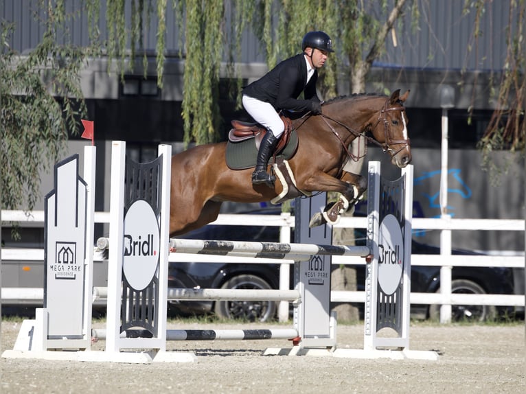 Ucraino / Ucraino da Sella Castrone 6 Anni 156 cm Baio ciliegia in Arezzo