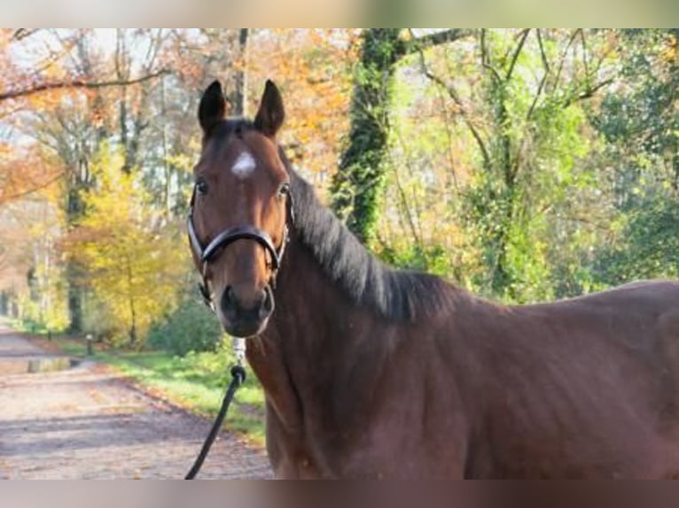 Ucraino / Ucraino da Sella Castrone 7 Anni 155 cm Baio in ZelhemZelhem