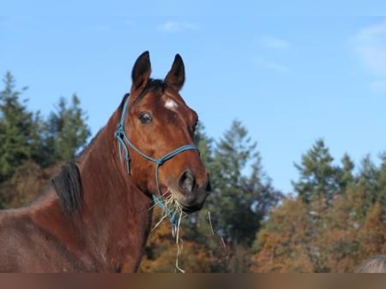 Ucraino / Ucraino da Sella Castrone 7 Anni 155 cm Baio in ZelhemZelhem