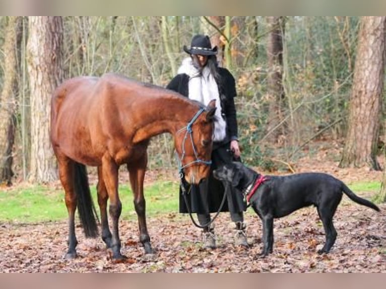 Ucraino / Ucraino da Sella Castrone 7 Anni 155 cm Baio in ZelhemZelhem