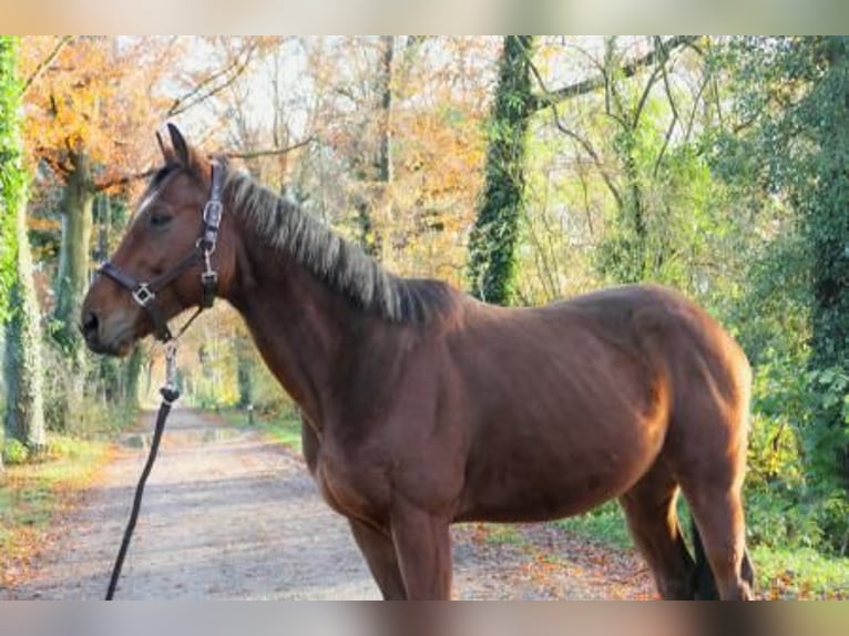 Ucraino / Ucraino da Sella Castrone 7 Anni 155 cm Baio in ZelhemZelhem