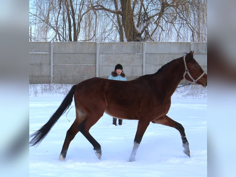 Ucraino / Ucraino da Sella Castrone 7 Anni 164 cm Baio in Kienka