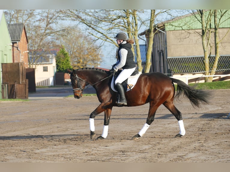 Ucraino / Ucraino da Sella Giumenta 5 Anni 167 cm Baio in Ganschow