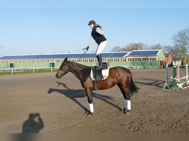 Ucraino / Ucraino da Sella Giumenta 5 Anni 167 cm Baio in Ganschow