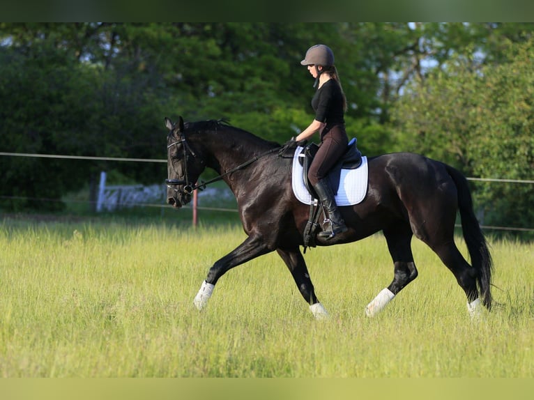 Ucraino / Ucraino da Sella Mix Giumenta 9 Anni 177 cm Morello in Britovka