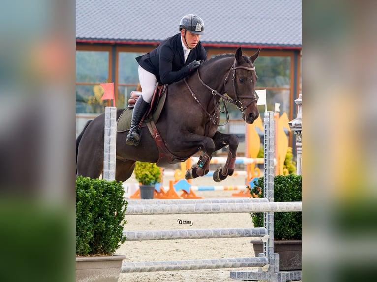 Ucraino / Ucraino da Sella Castrone 6 Anni 163 cm Baio scuro in Kronenberg