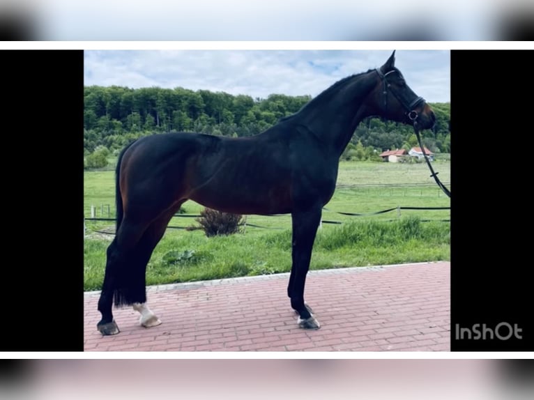 Ucraino / Ucraino da Sella Castrone 7 Anni 164 cm in &#x41B;&#x44C;&#x432;&#x456;&#x432;