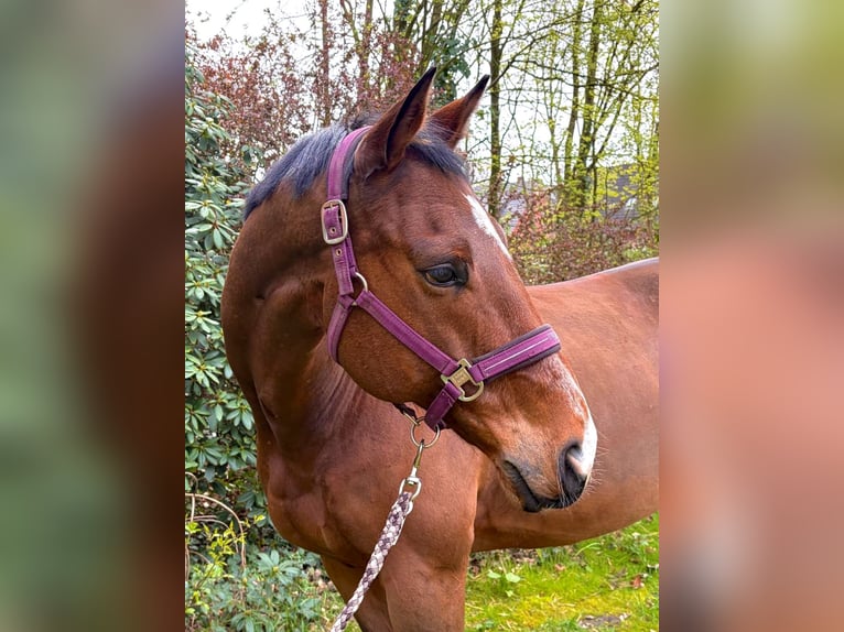 Ucraino / Ucraino da Sella Castrone 9 Anni 165 cm Baio in Löningen