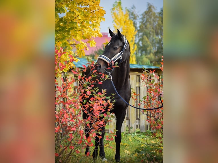 Ucraino / Ucraino da Sella Giumenta 9 Anni 162 cm Baio scuro in Kursk